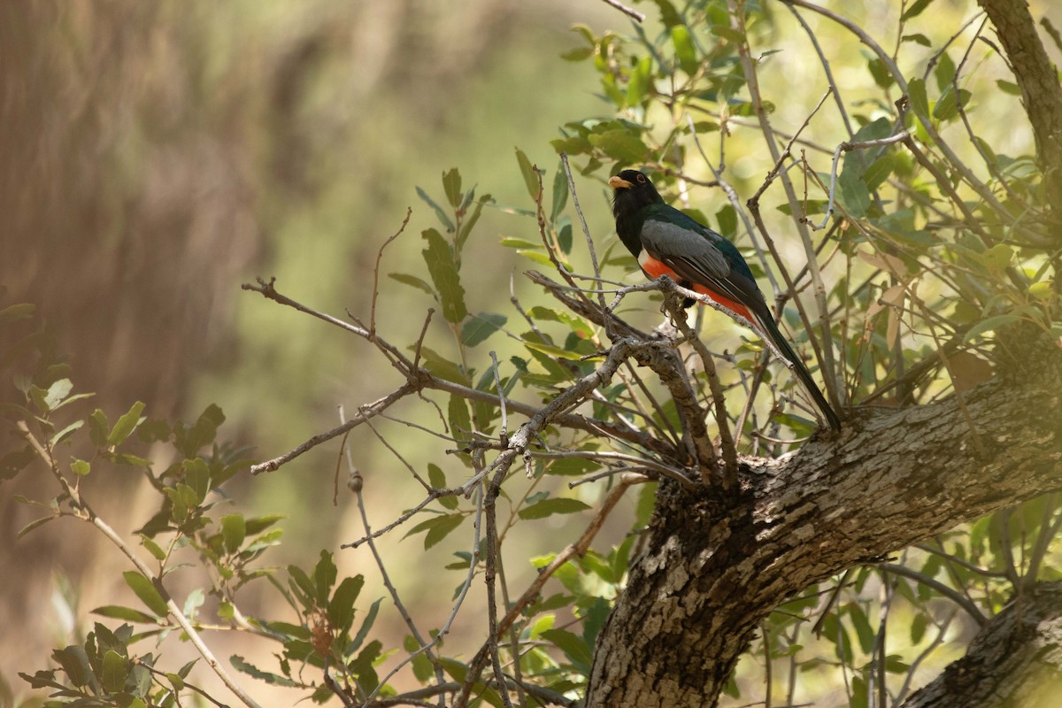 Coppery-tailed Trogon - ML641505776