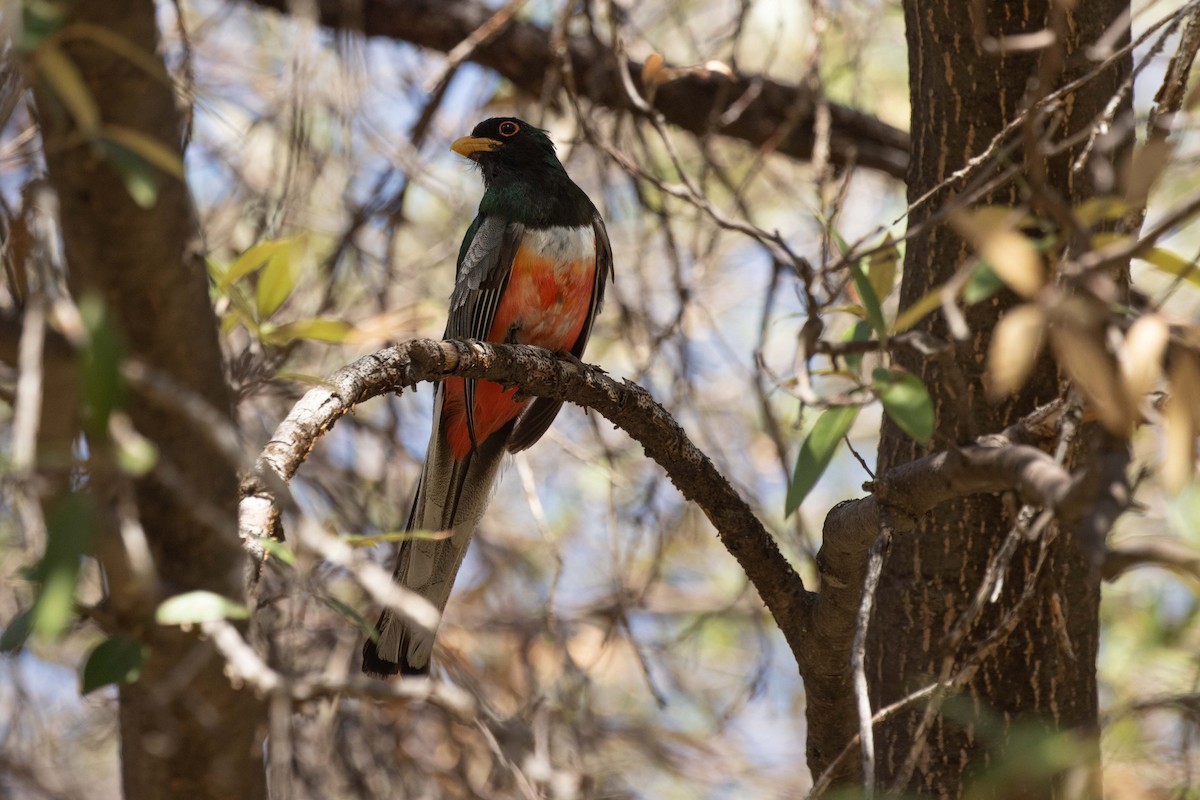 Coppery-tailed Trogon - ML641505777
