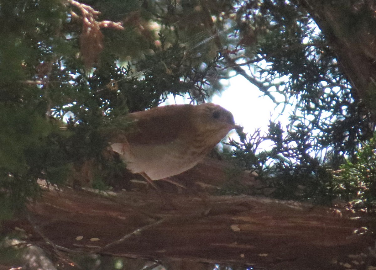 Veery - ML641505789