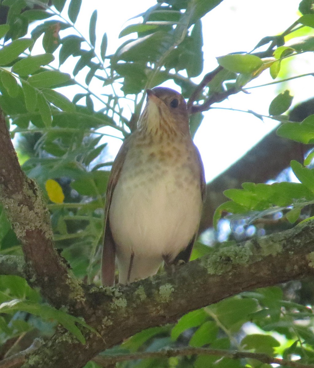 Veery - ML641505790