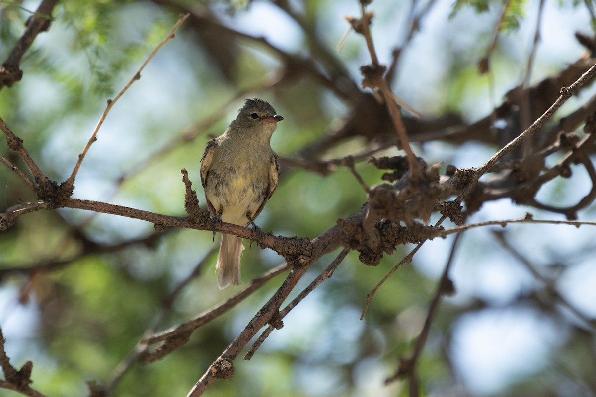 Northern Beardless-Tyrannulet - ML641505807