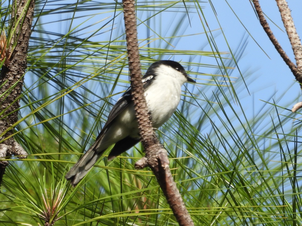 Long-tailed Triller - ML641505819