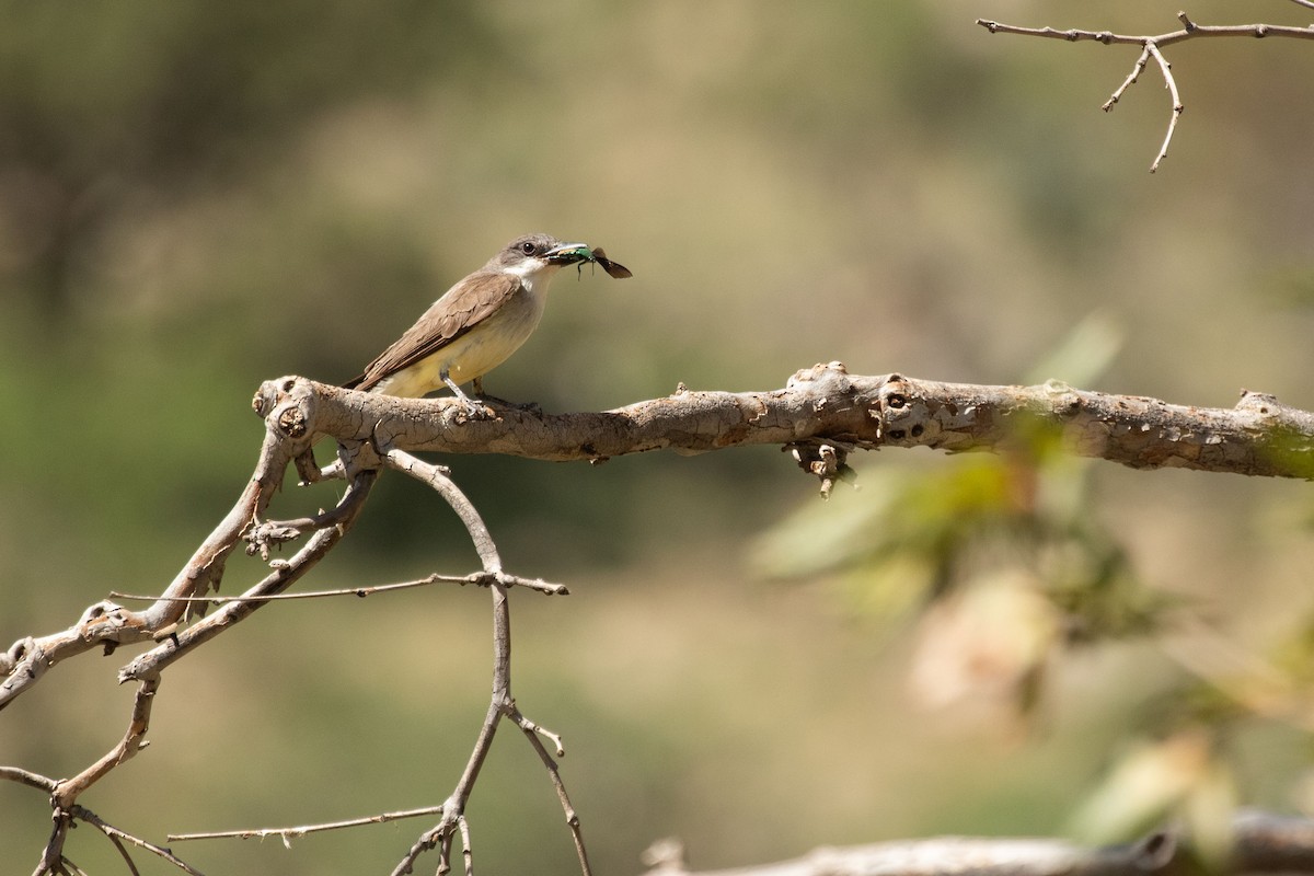 Thick-billed Kingbird - ML641505827