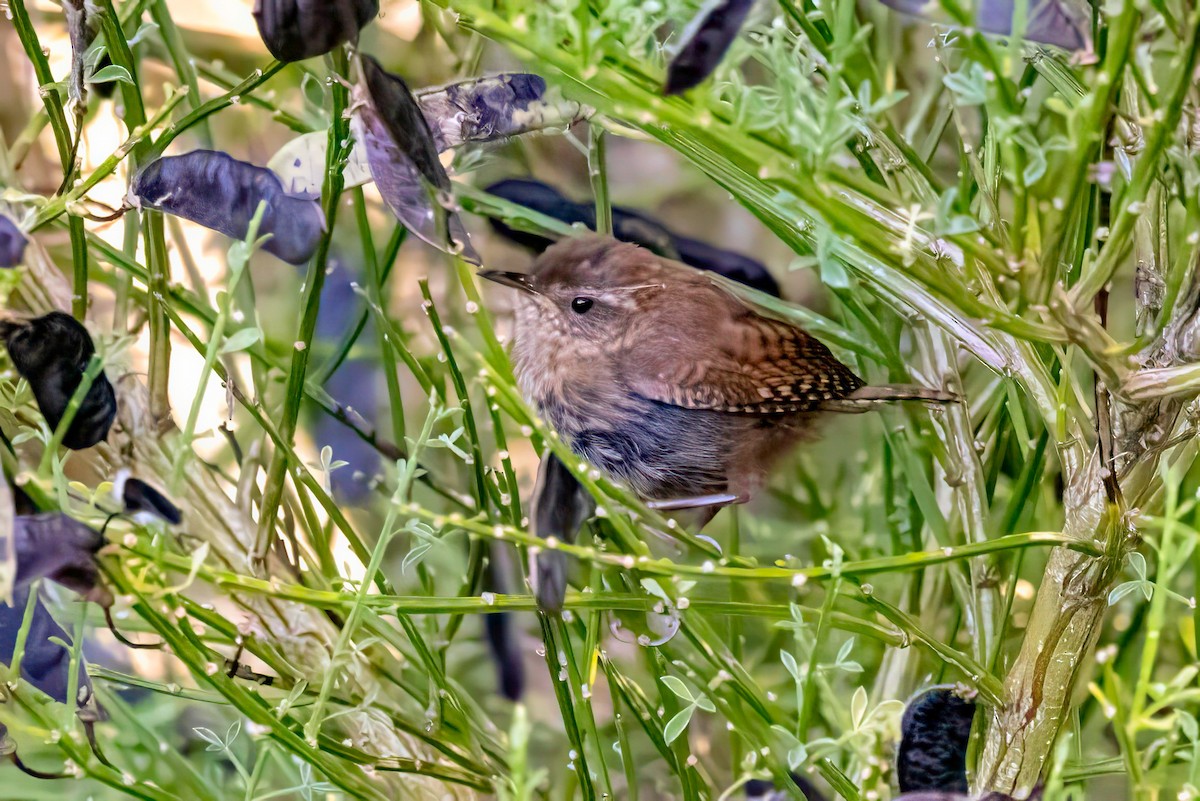 Eurasian Wren - ML641505831