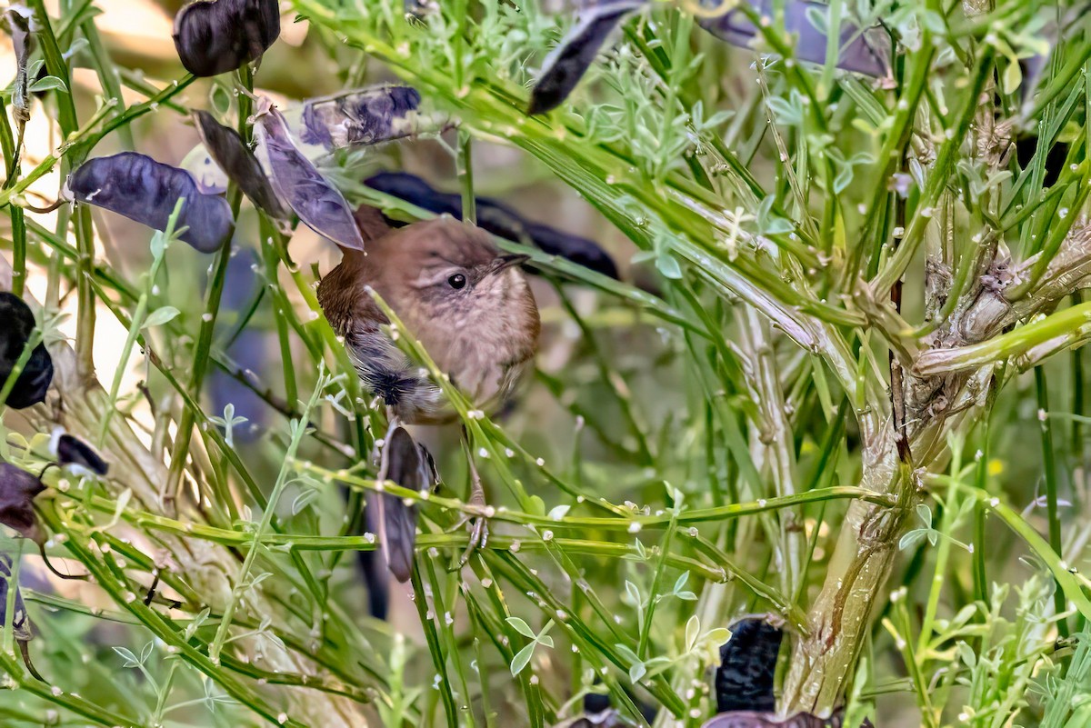 Eurasian Wren - ML641505833