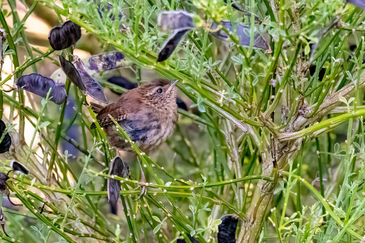 Eurasian Wren - ML641505837