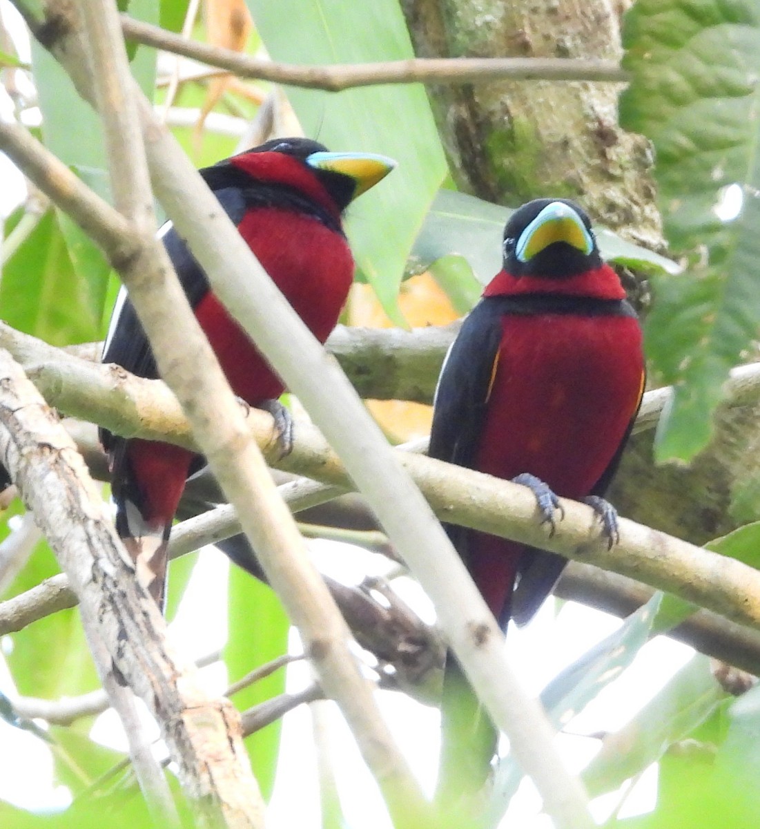 Black-and-red Broadbill - ML641505893