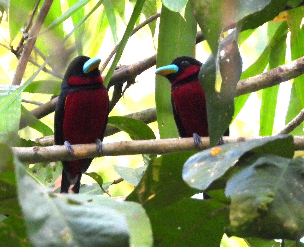 Black-and-red Broadbill - ML641505894