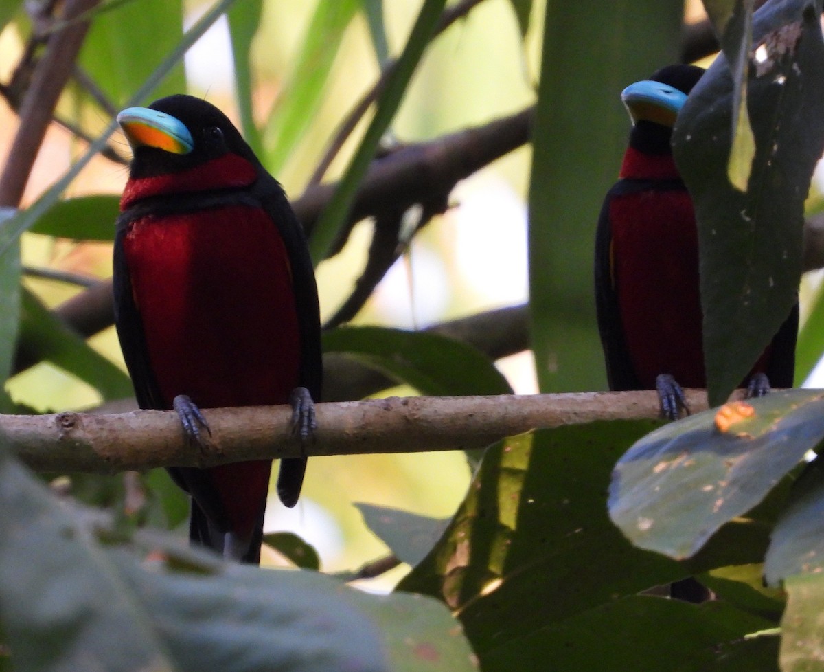 Black-and-red Broadbill - ML641505895