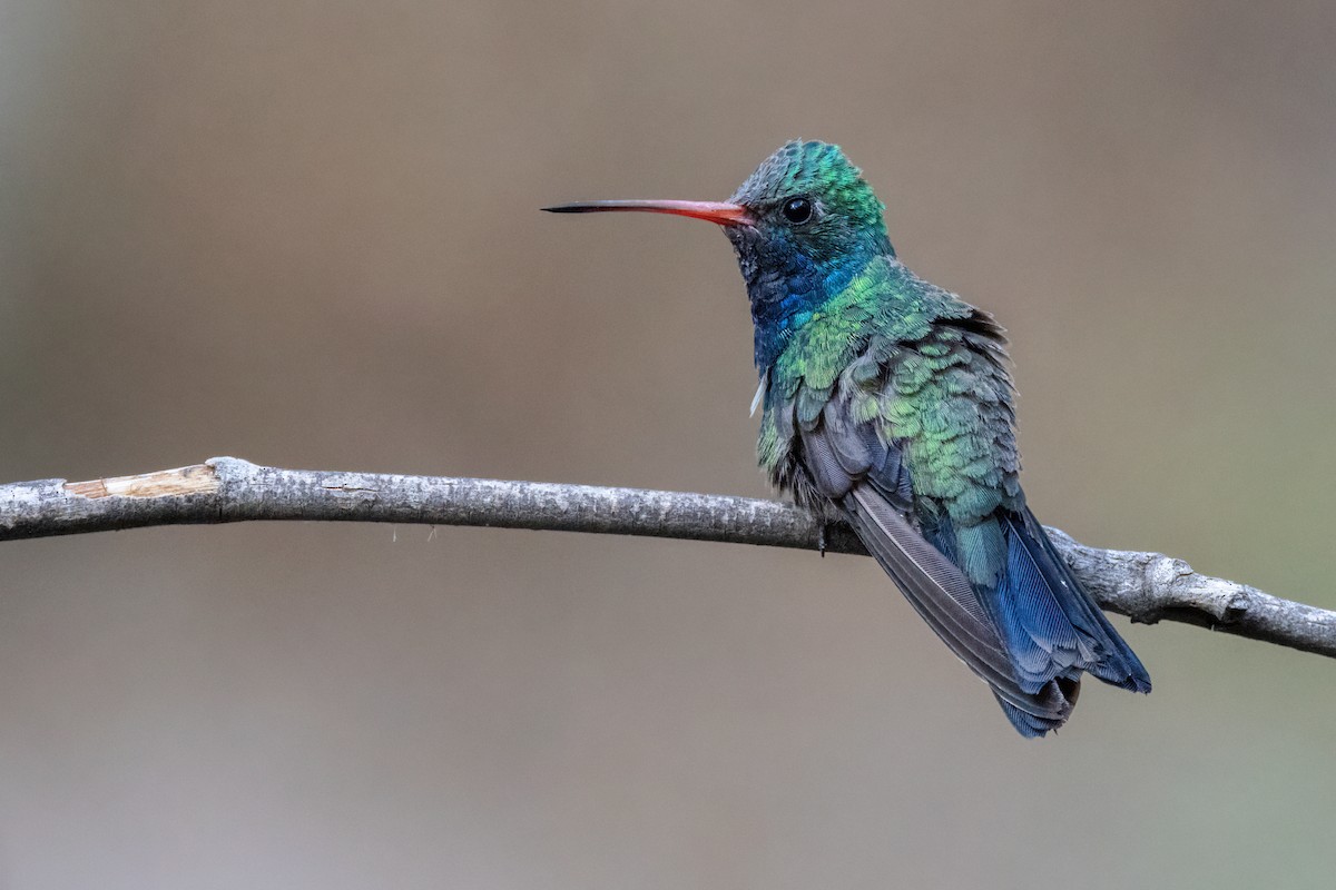 Broad-billed Hummingbird - ML641505934