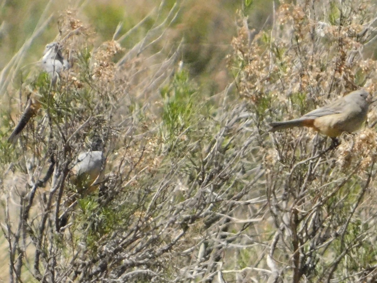 Plain-colored Seedeater - ML641505948