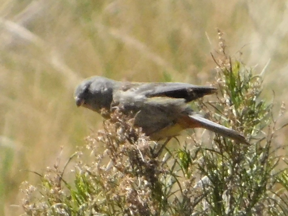 Plain-colored Seedeater - ML641505953