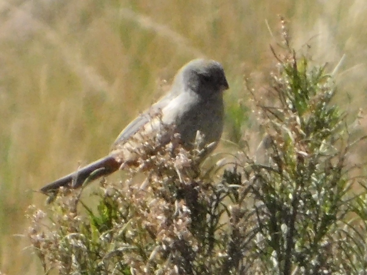 Plain-colored Seedeater - ML641505954