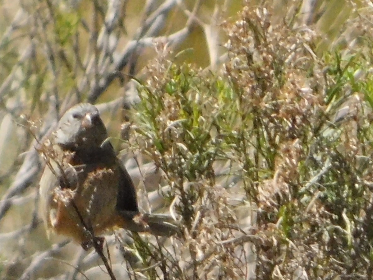 Plain-colored Seedeater - ML641505956