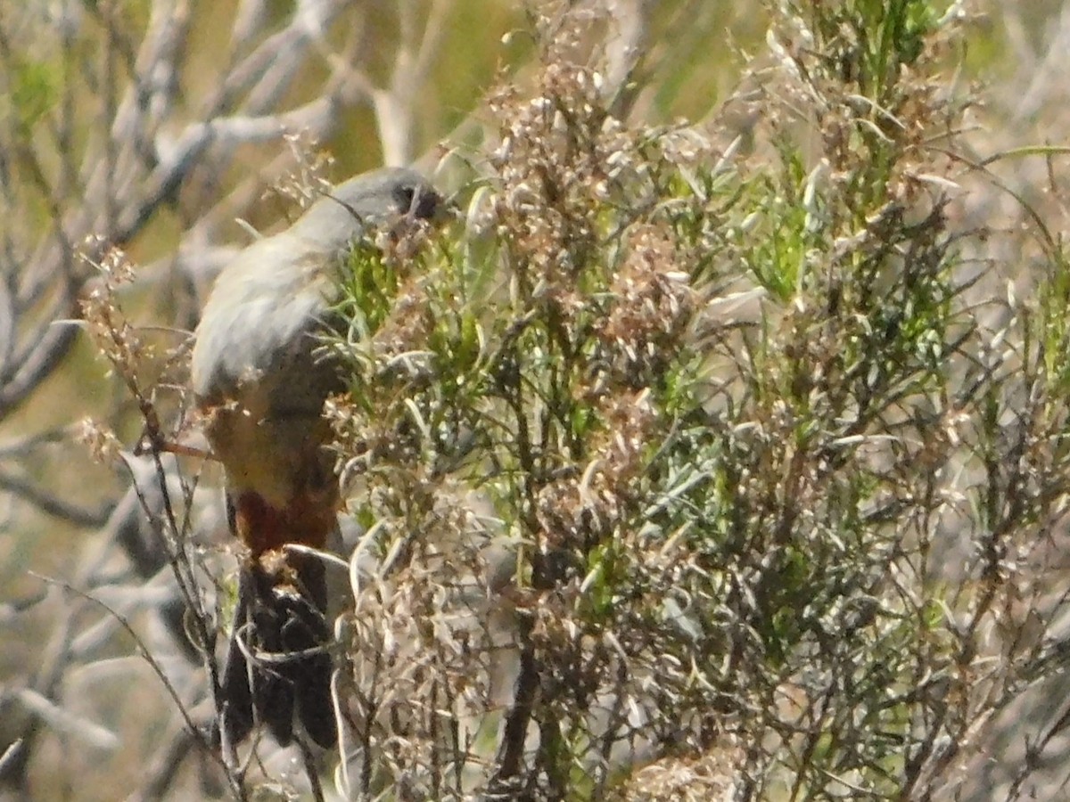 Plain-colored Seedeater - ML641505961