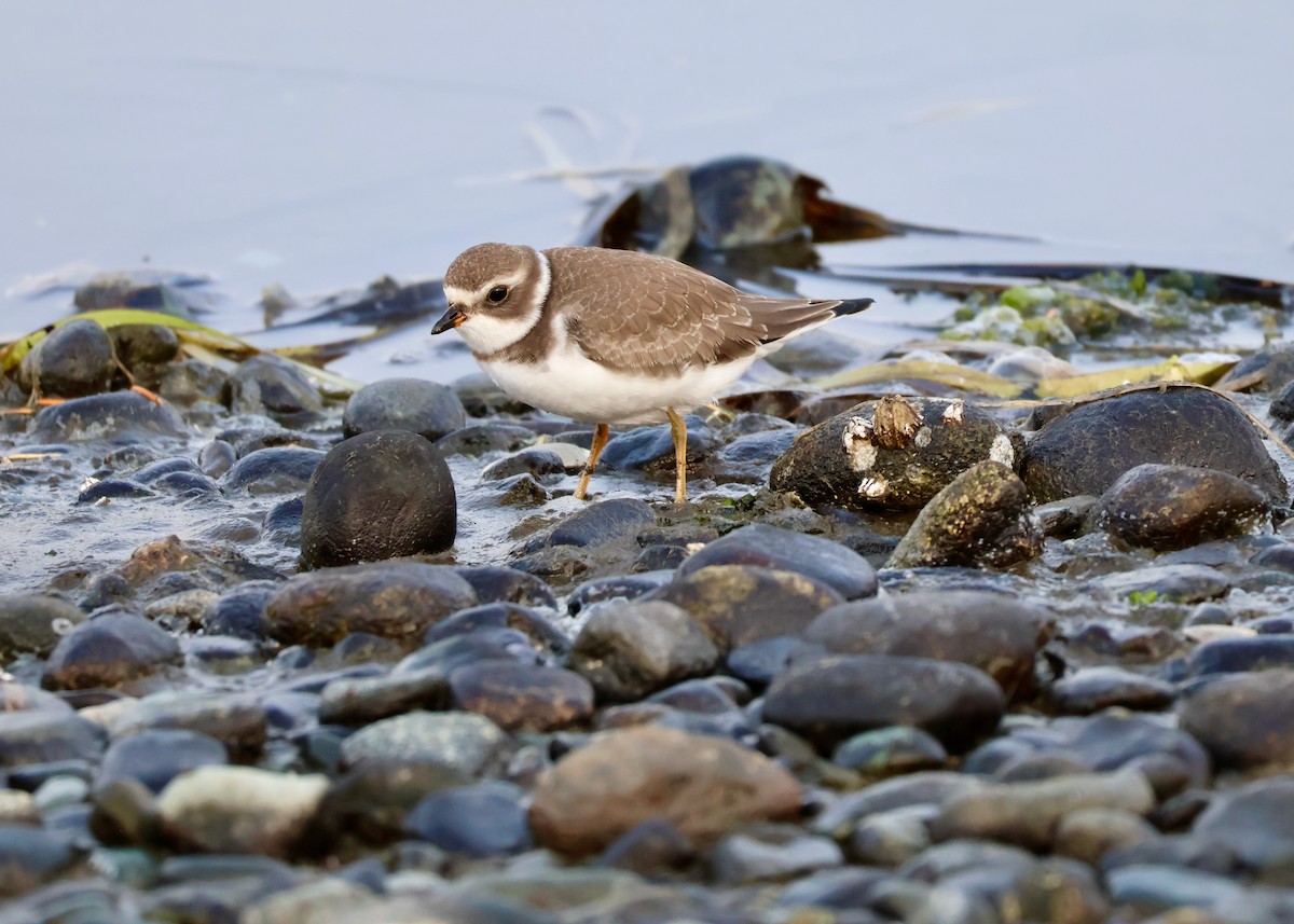 Semipalmated Plover - ML641505996