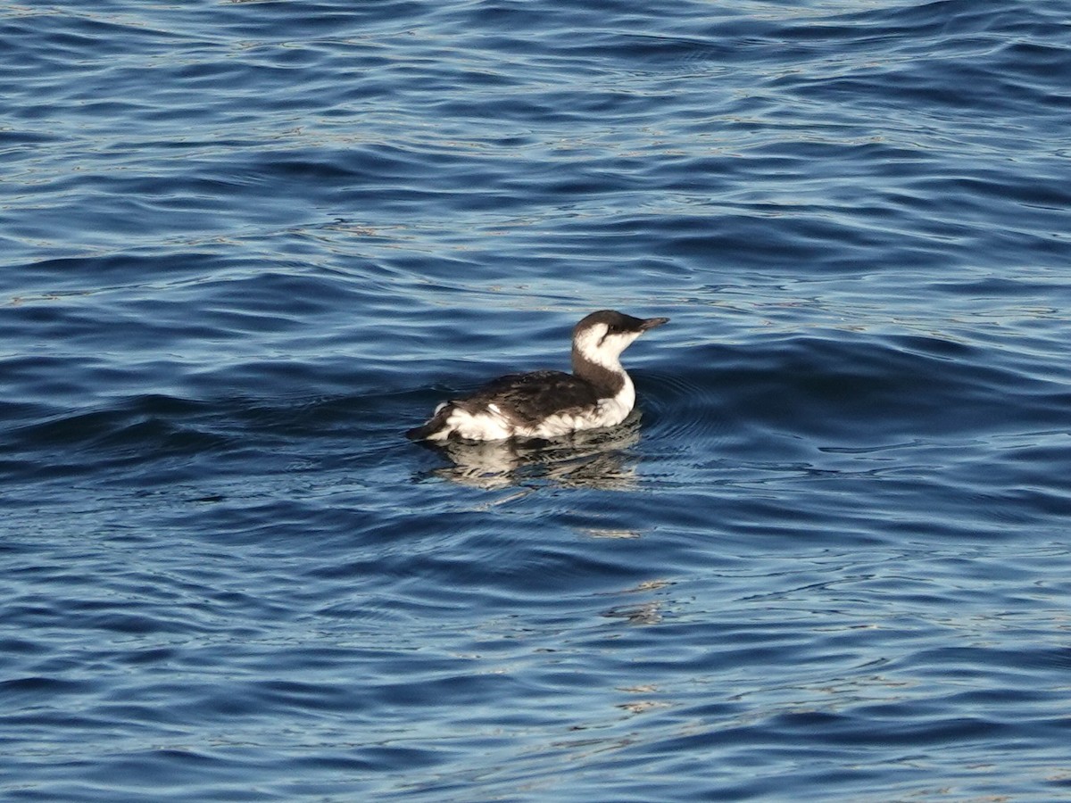 Common Murre - ML641505999