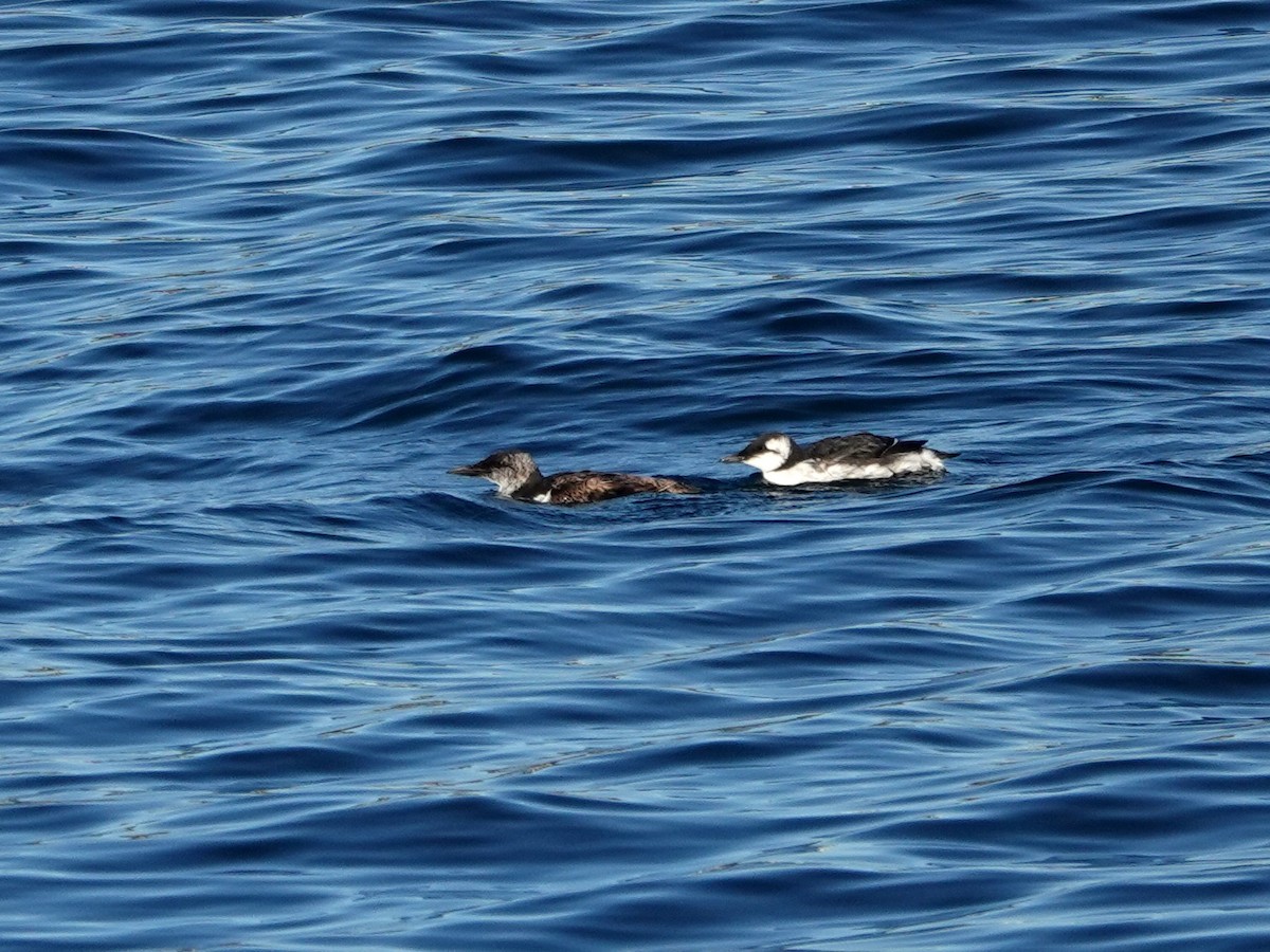 Common Murre - ML641506002