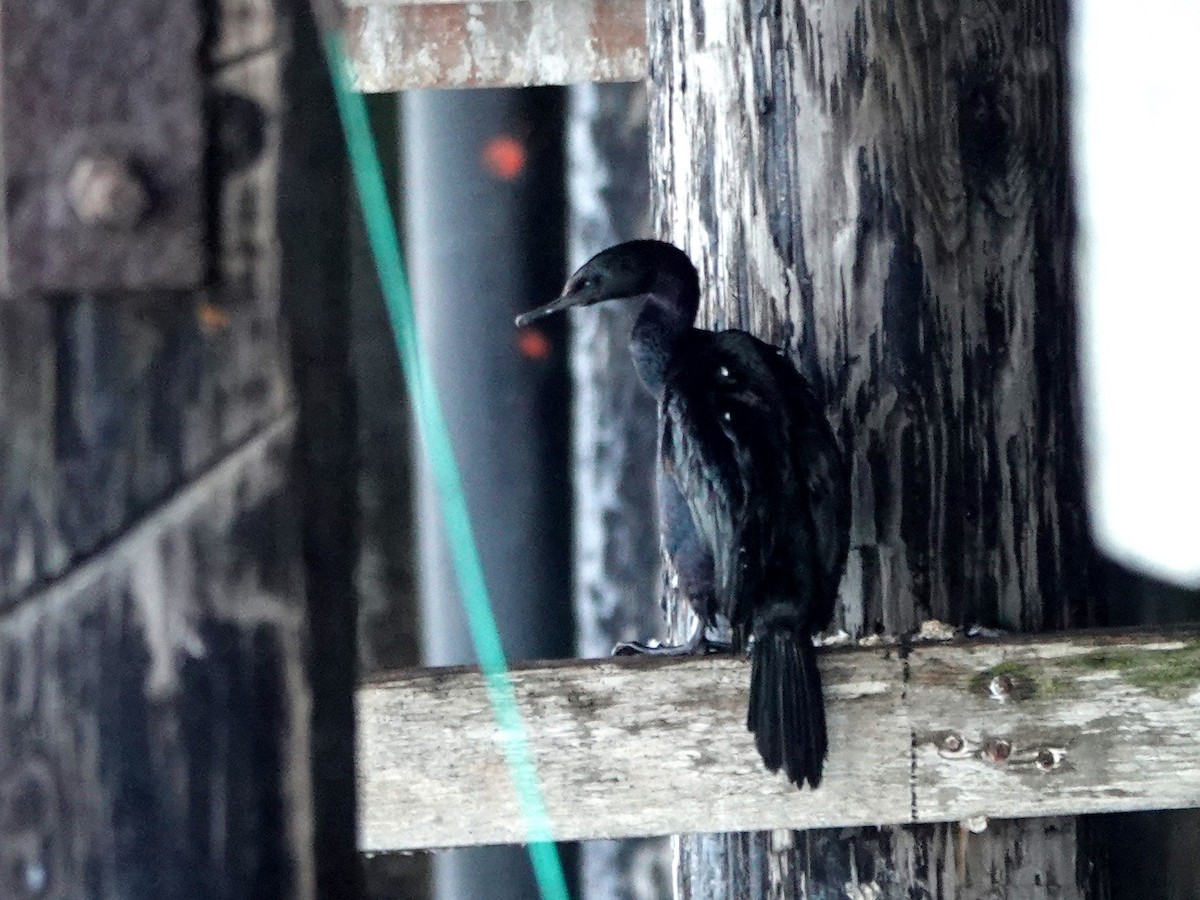 Pelagic Cormorant - ML641506011