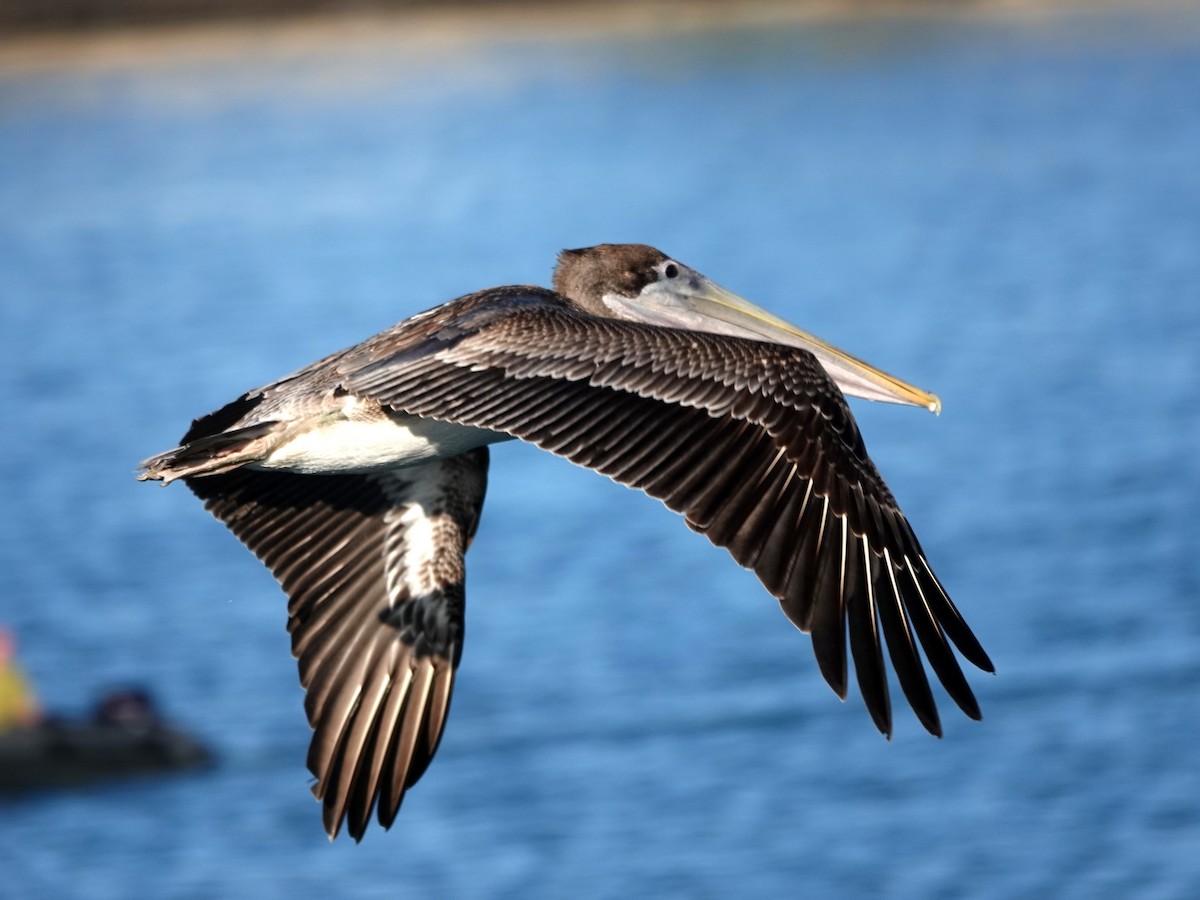 Brown Pelican - ML641506023