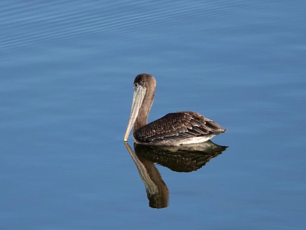 Brown Pelican - ML641506027