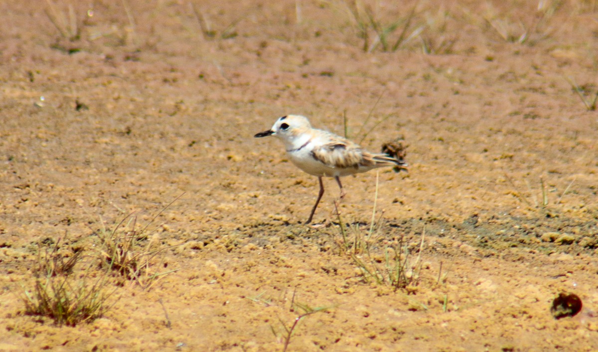 Collared Plover - ML641506032
