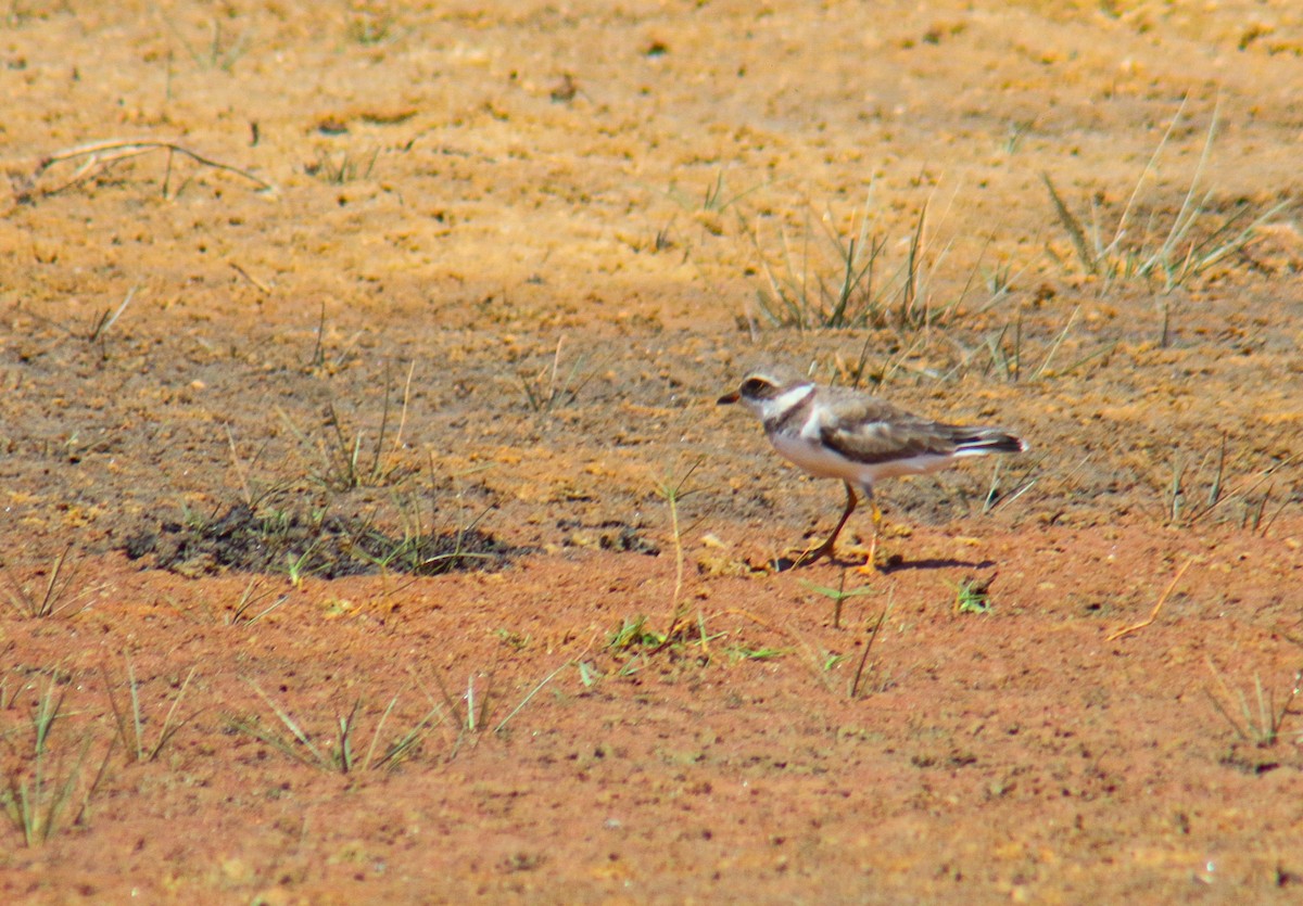 Collared Plover - ML641506033