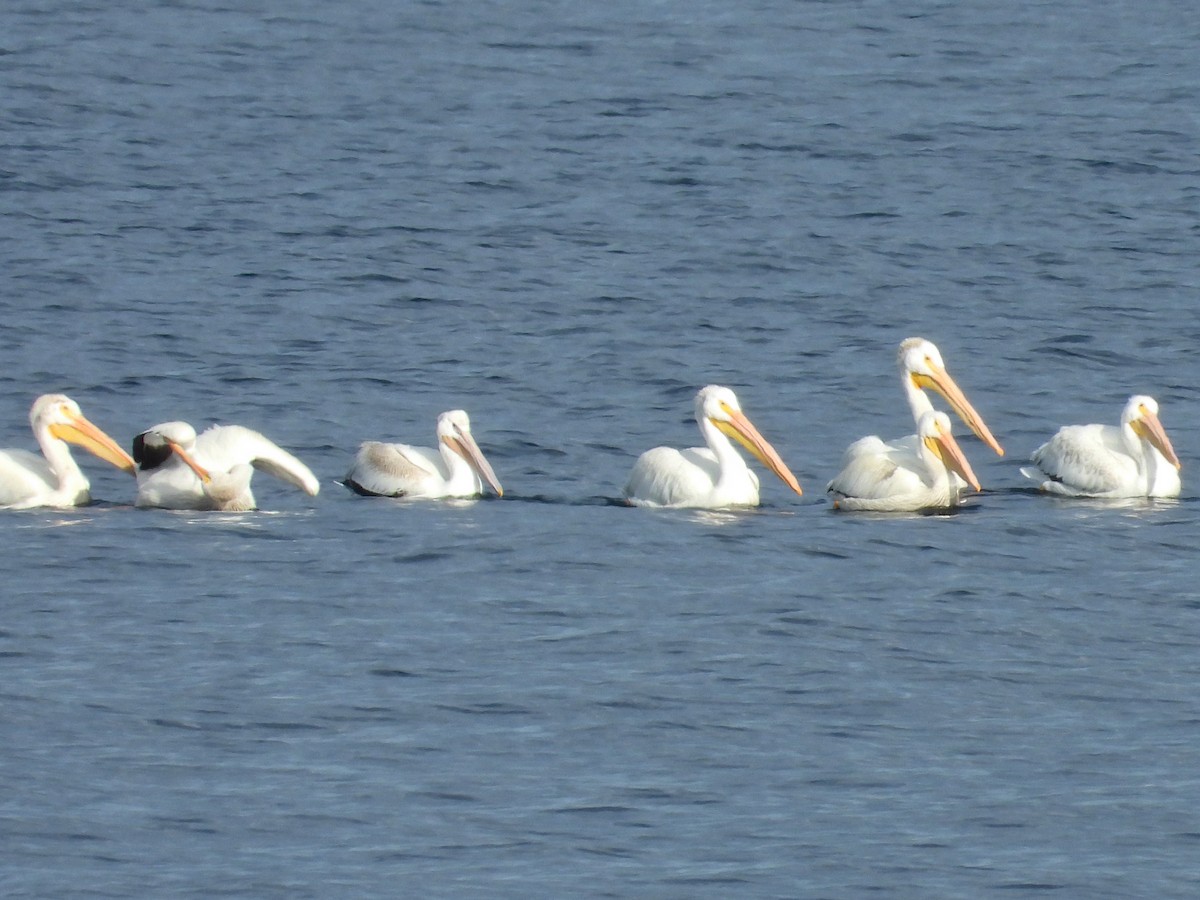 American White Pelican - ML641506039