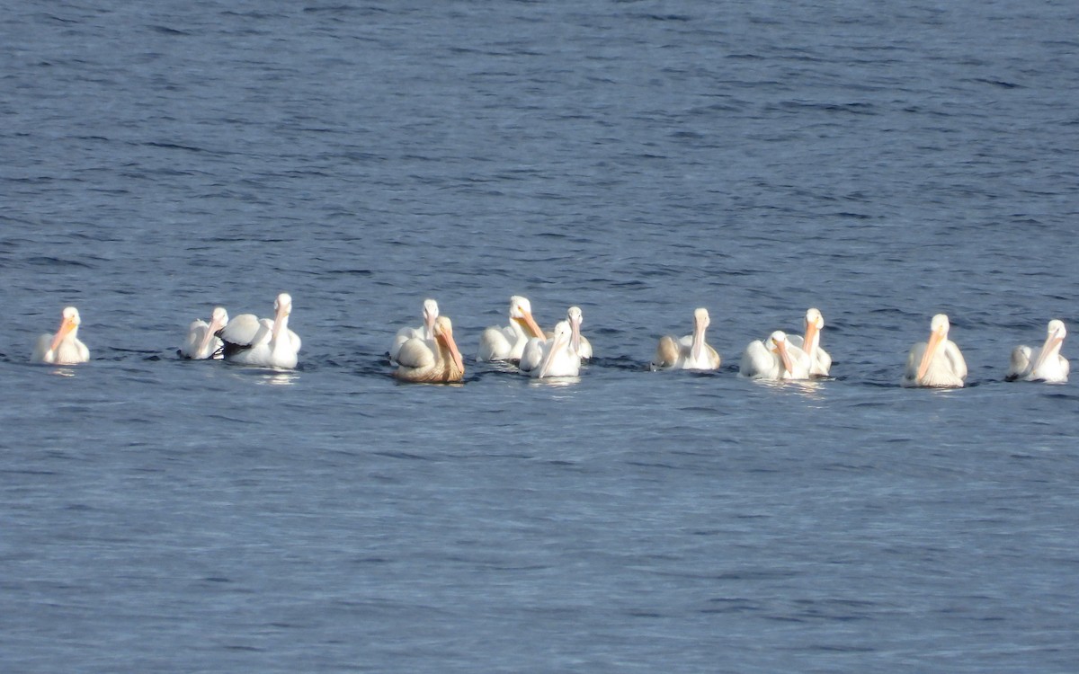 American White Pelican - ML641506040
