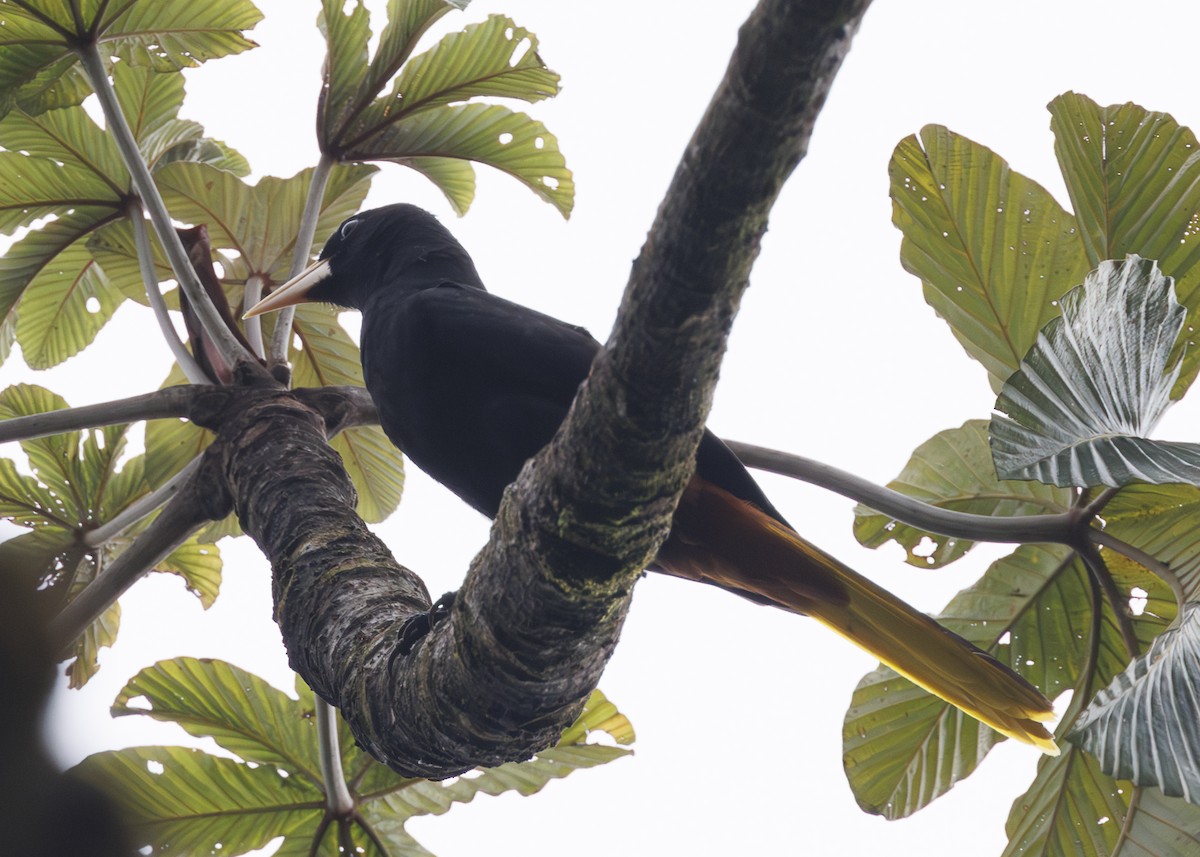 soldatoropendola - ML641506047