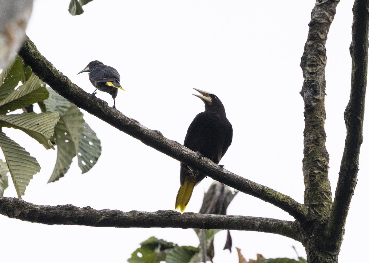 soldatoropendola - ML641506048