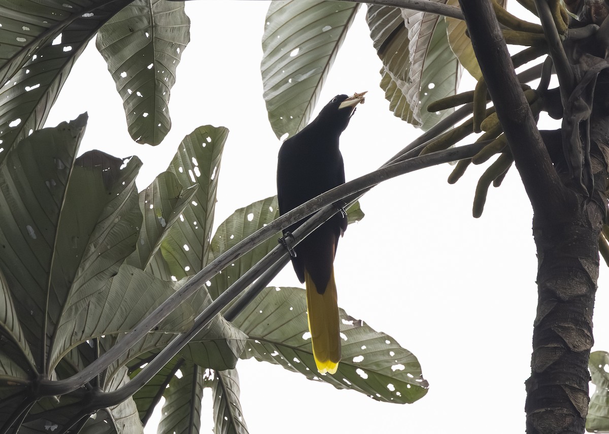 soldatoropendola - ML641506049