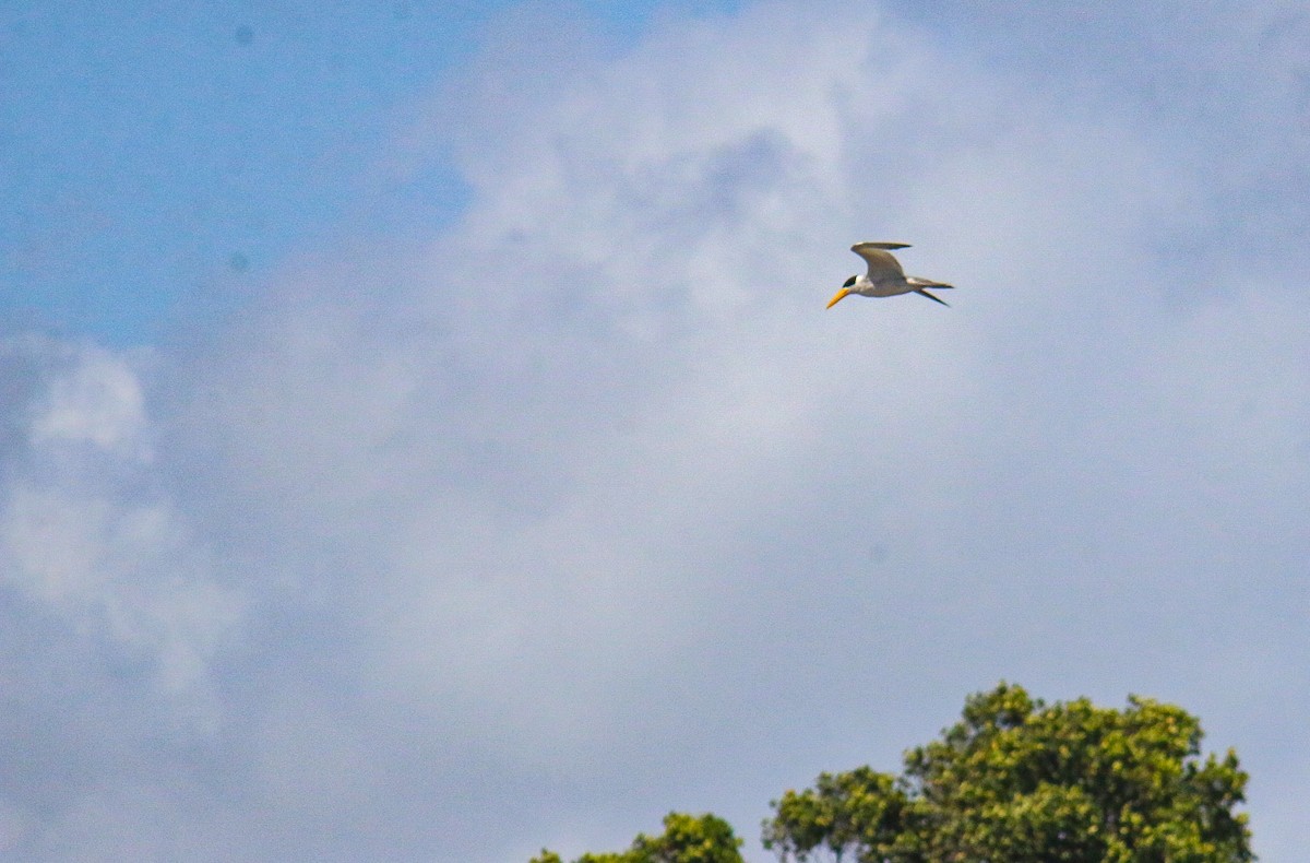 Large-billed Tern - ML641506054