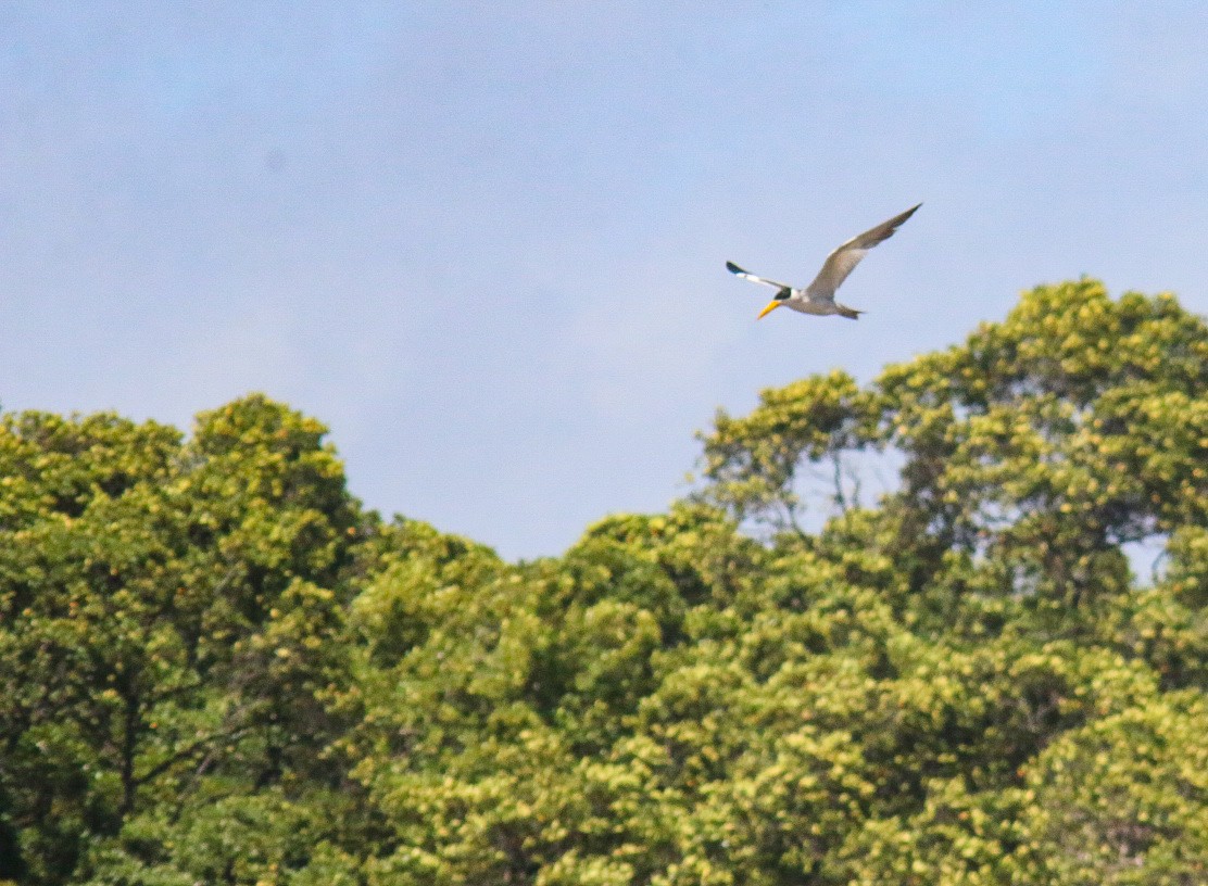 Large-billed Tern - ML641506055