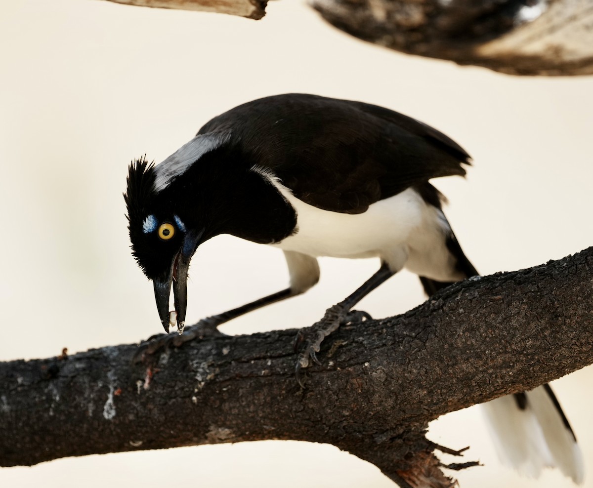 White-naped Jay - ML641506081