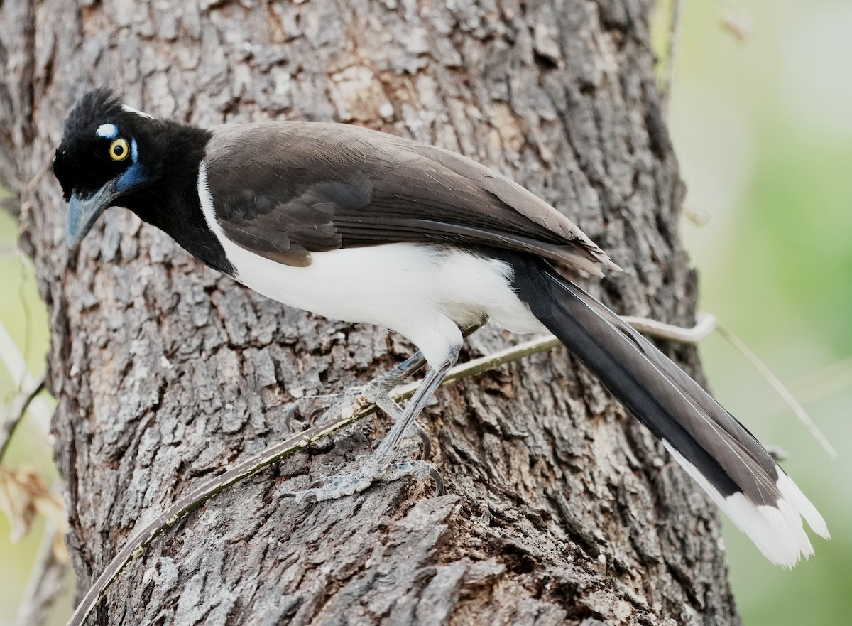 White-naped Jay - ML641506082