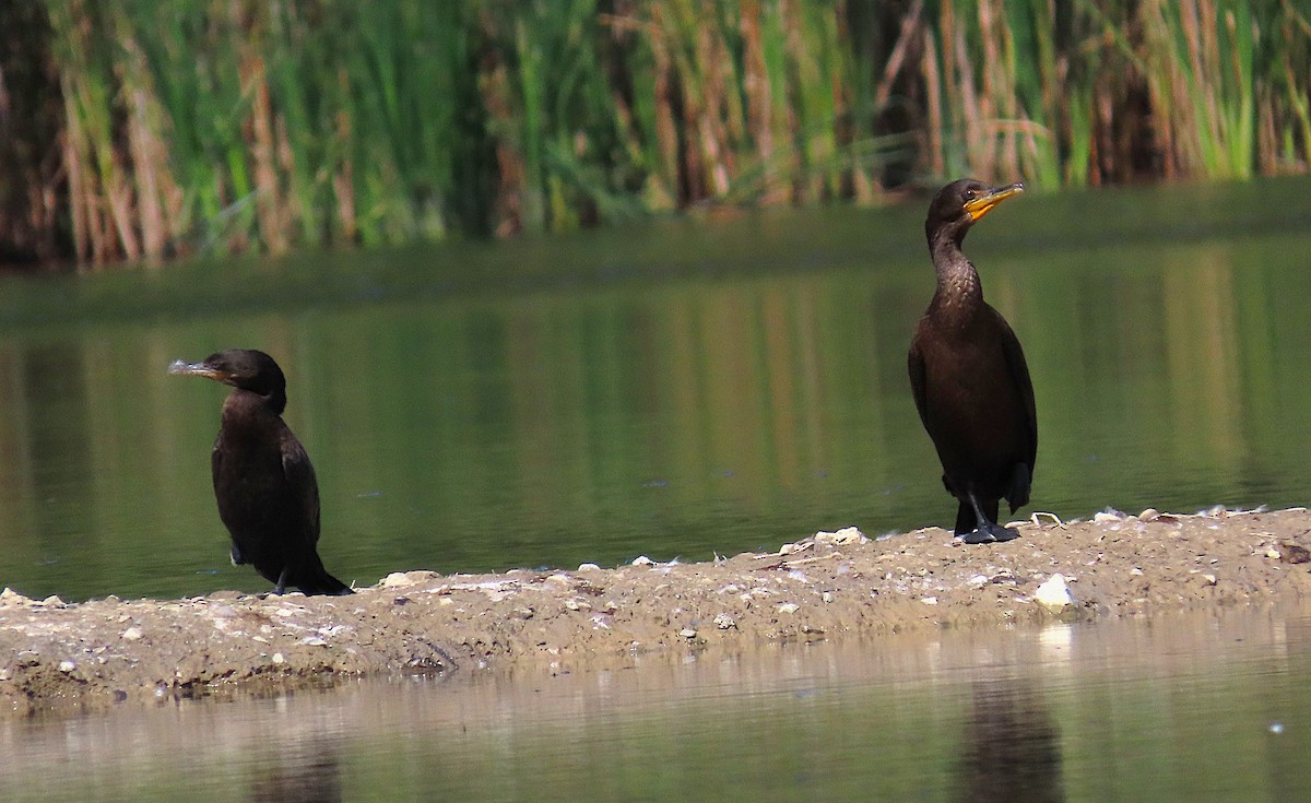 Neotropic Cormorant - ML641506083