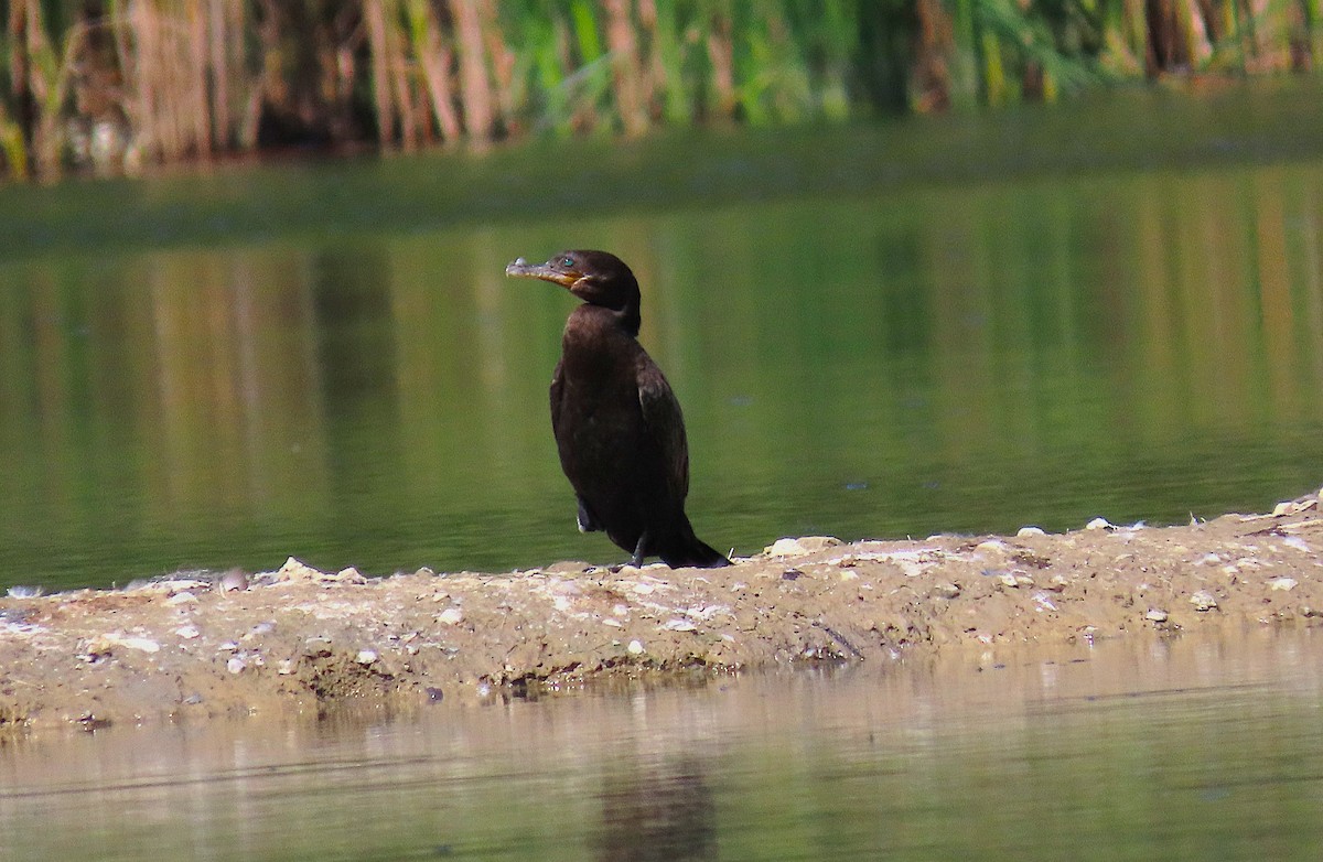 Neotropic Cormorant - ML641506084