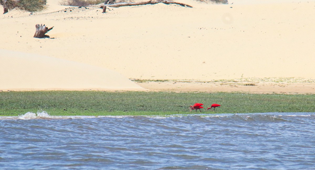 Scarlet Ibis - ML641506130