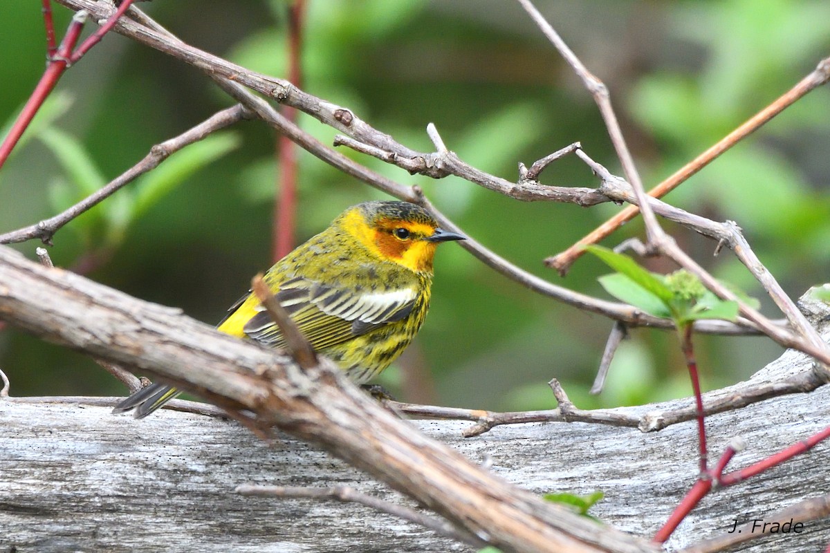 Cape May Warbler - ML641506138