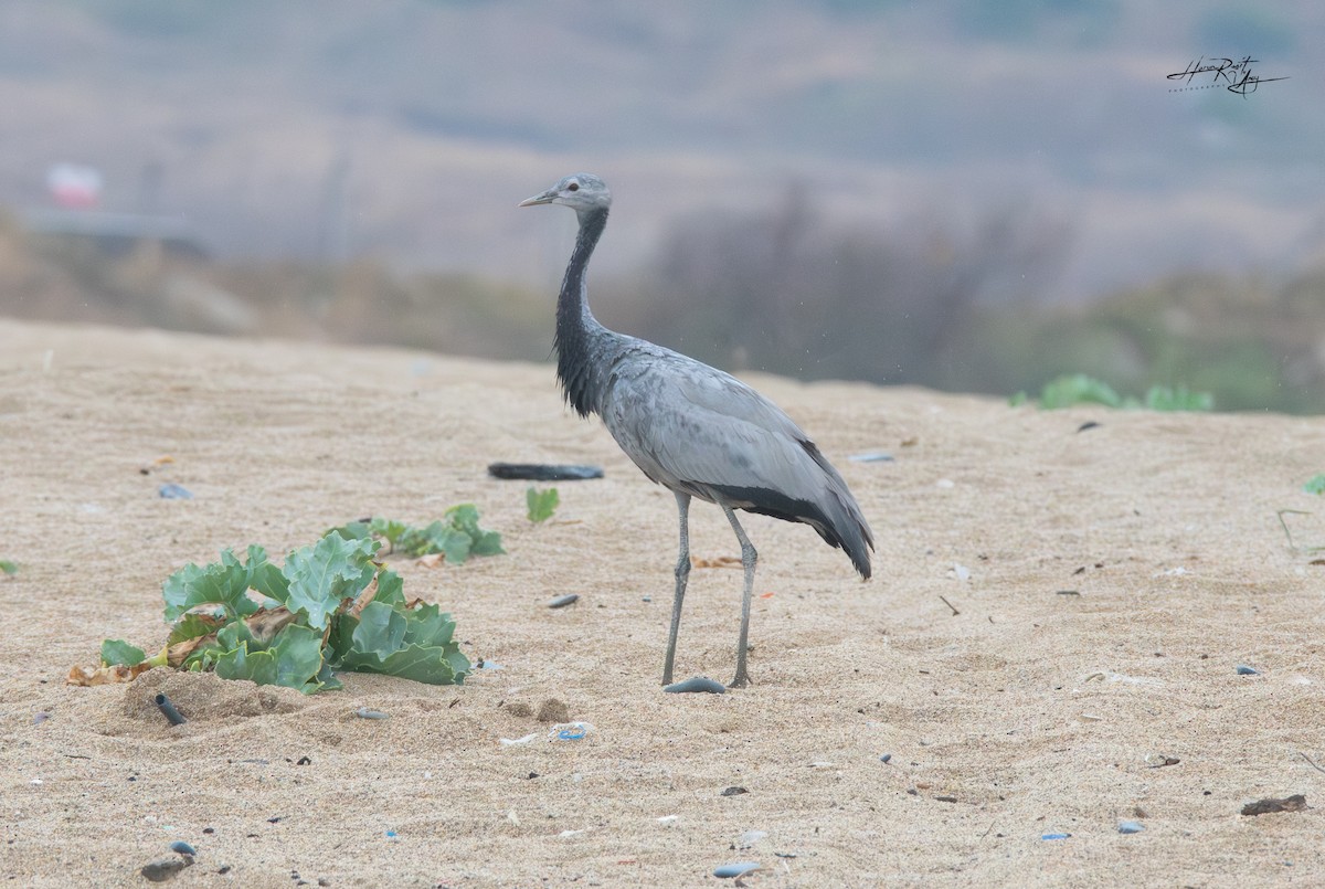 Demoiselle Crane - ML641506149