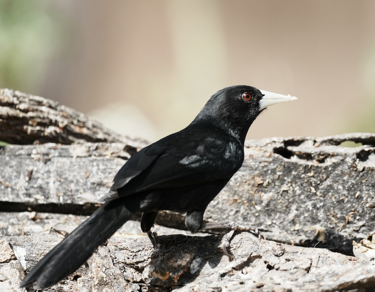 Solitary Black Cacique - ML641506159