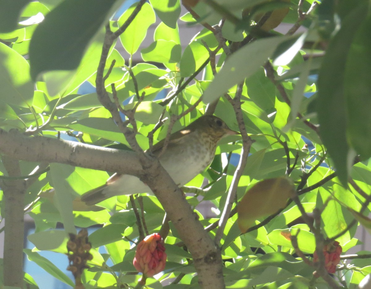Veery - ML641506163