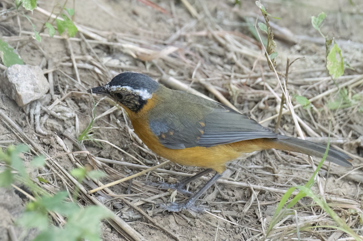 White-browed Robin-Chat - ML641506164