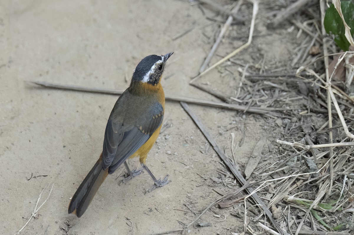 White-browed Robin-Chat - ML641506165