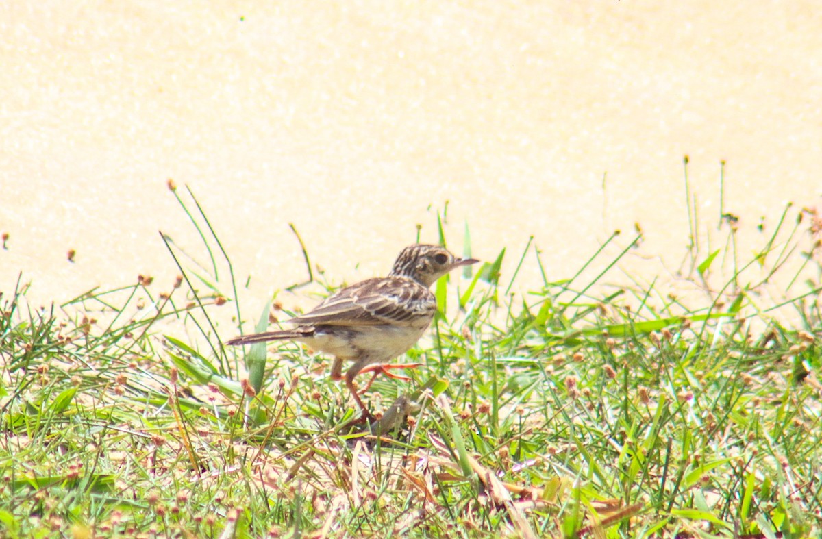 Yellowish Pipit - ML641506167