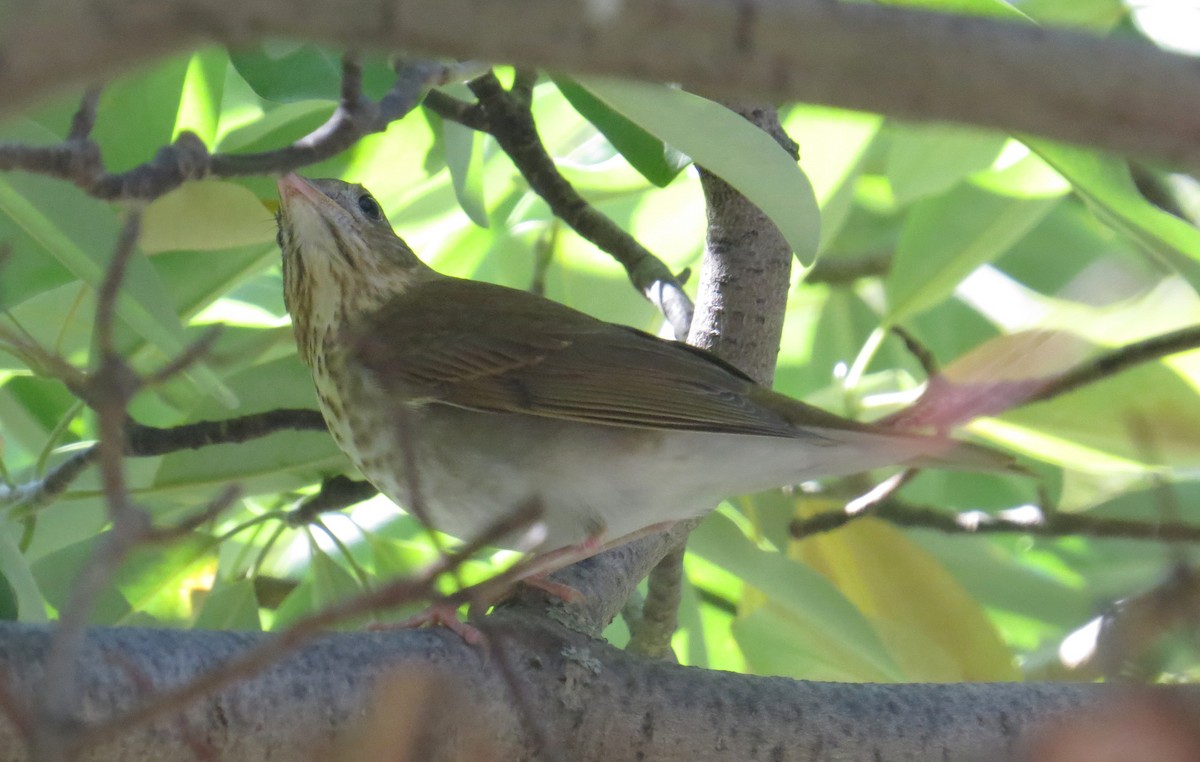 Veery - ML641506168