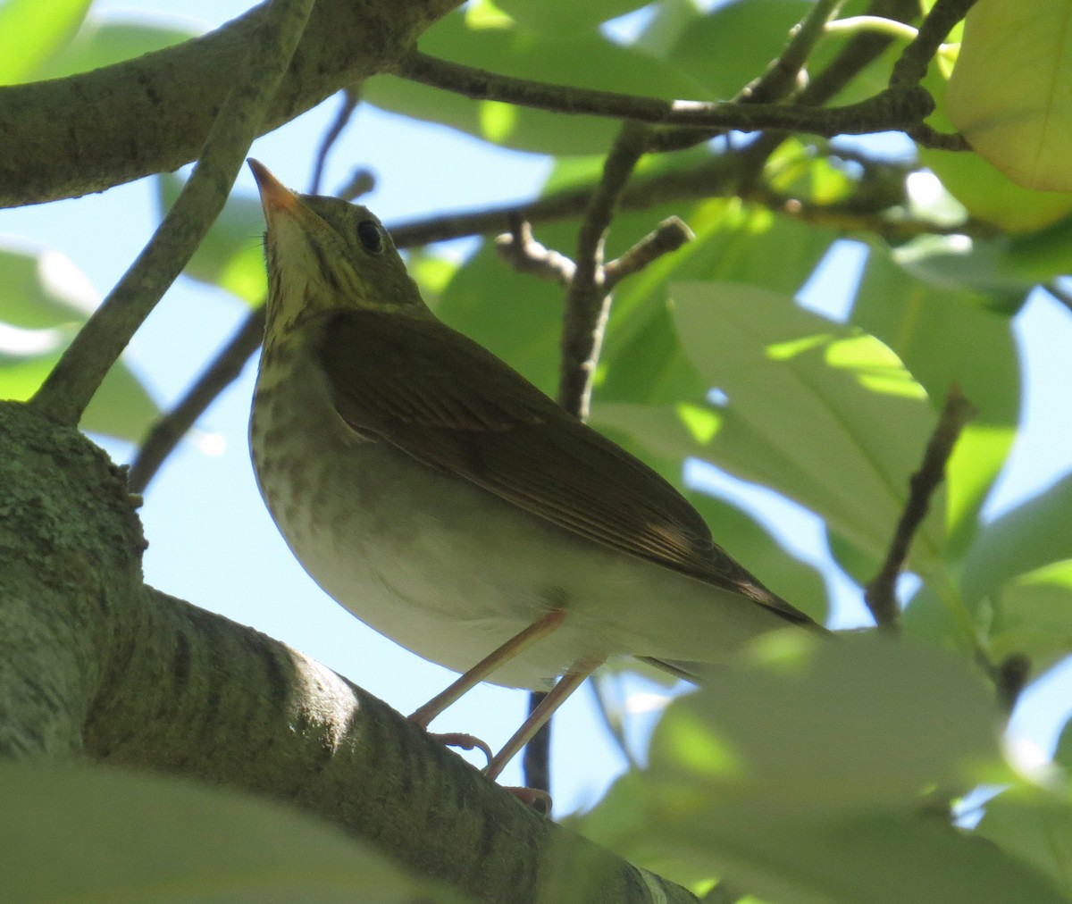 Veery - ML641506171