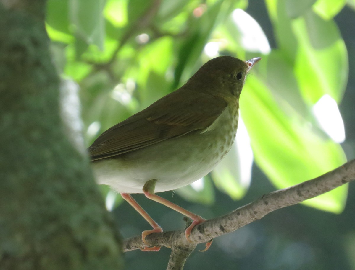 Veery - ML641506174