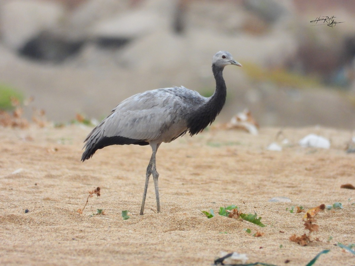 Demoiselle Crane - ML641506262